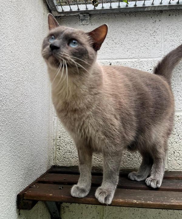BLU  MICIO SIAMESE Foto 5